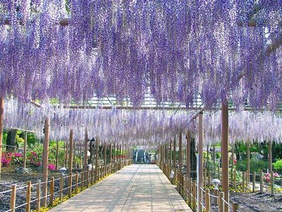 🌸 만다라지 공원(만다라지 코엔) 이미지 2